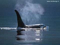 wallpaper'd - beasts orca (600x800) copia